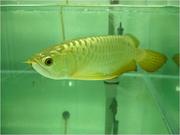 Top Quality Super red and many others Arowanas fish for Auction sale