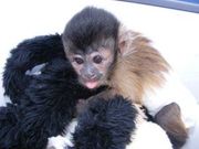 Beautiful Capuchin Monkey For Adoption
