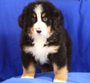   Bernese Mountain Dog Puppies for Sale