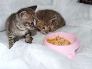 F3 savannah kittens for new home